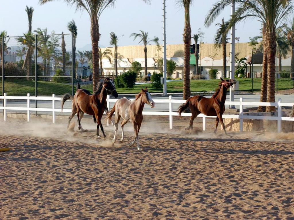 Concorde El Salam Sharm El Sheikh Sport Hotel Buitenkant foto